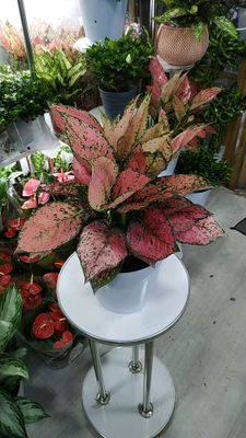 Aglonema
