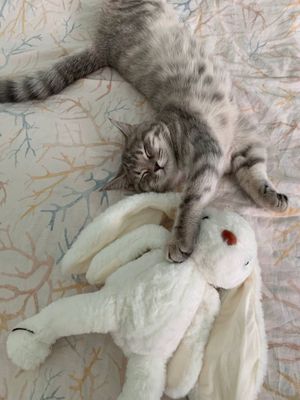 Породистая кошка