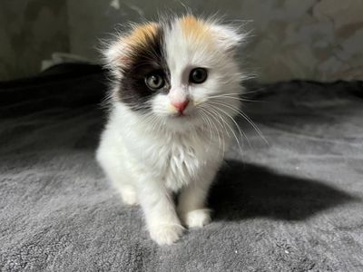 Очаровательный вислоухий котёнок ищет новый дом!