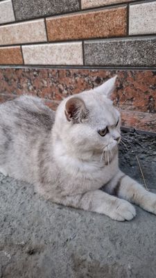 Mushuk sotiladi zotdor
