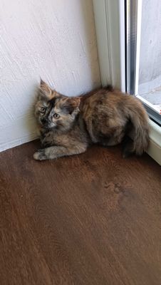 Котята в добрые ответственные руки