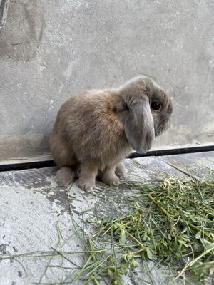Zoti karlik baran poʻl minilop