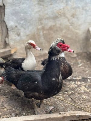 Indutka sotiladi