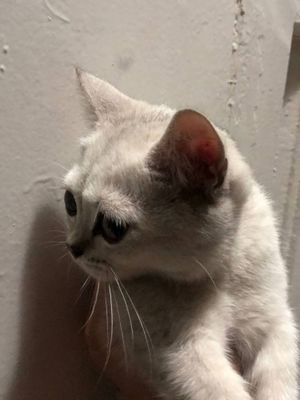 Кот. Британский белый кот