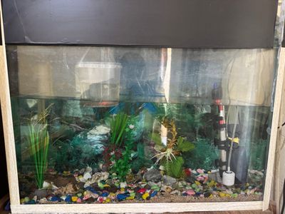Akvarium  100 litr chigʻanoq tosh filtr bor