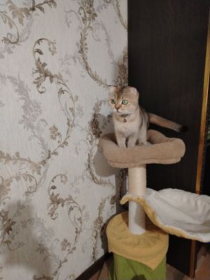 Zolataya shinshila