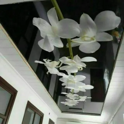 Natijnoy patalok xizmatlari bor