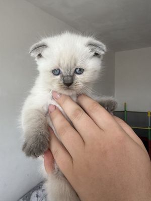 Чистокровный Британский Скотиш Фолд