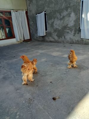 bramala sotiladi xar xilidan bor