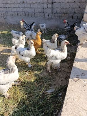 Цыплят о Брамы светлой