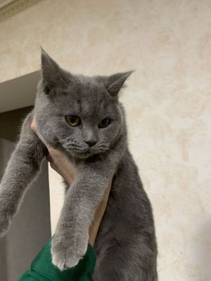 Britansky mushu pul kere bovoti mushu qarovsz uyda qobketvoti