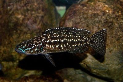 Lepidiolamprologus nkamba