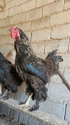 Xoʻroz sotiladi...