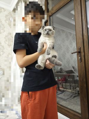 mushukcha Scottish Fold кошка Котёнок Скоттиш фолд