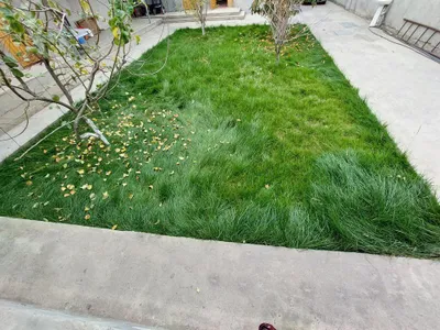 Gazon Oʻrish Xizmati