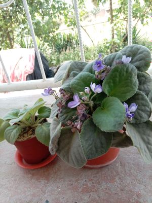 фиалка гуллари