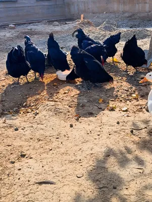 Jersi gigant tovuq xoʻrozlari sotiladi