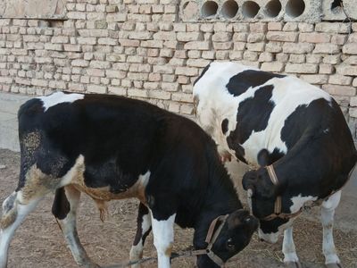 Sigir va buzoq ona bola