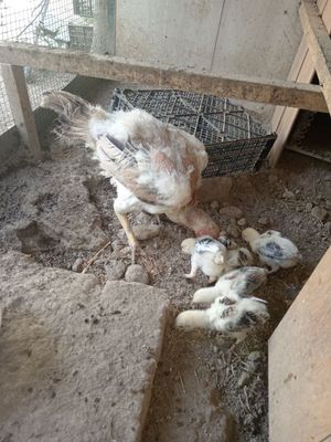 Boboqi tovuqlar sotiladi