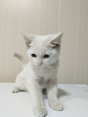 Отдам даром котят