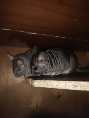 Шиншиллы(пара) Срочно,торг уместен