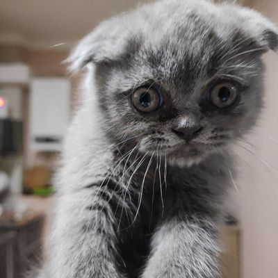 Котенок продается