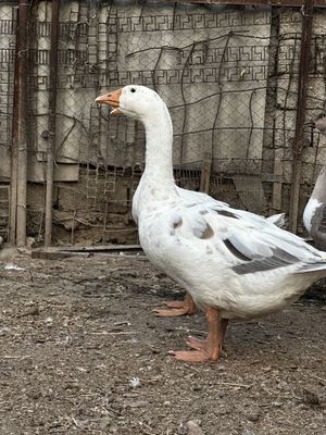 Продаются гуси домашние
