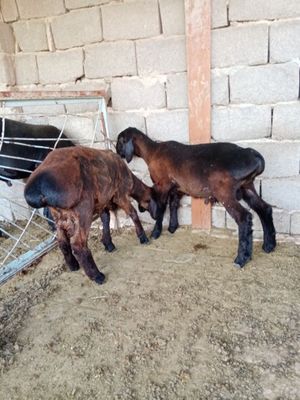Куйлар сотилади 3та кучкор 1та ургочи.