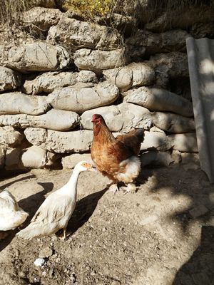 Продам курицу брама