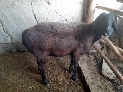 Urg'ochi qo'y sotiladi narxi 5 mln so'm