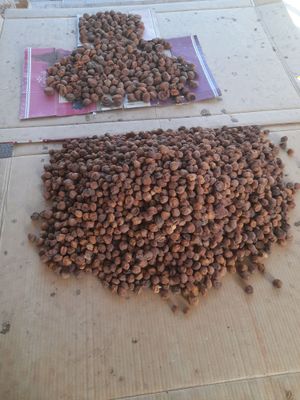 Turshak sotiladi yurak uchun foydali