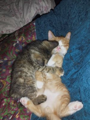 Котята мальчик и девочка