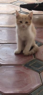 Продаю котят, очень красивые шустрые !