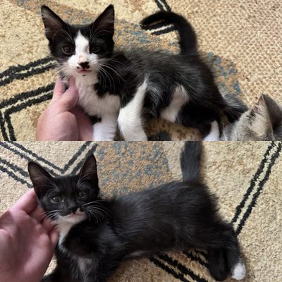 Котята в заботливые руки