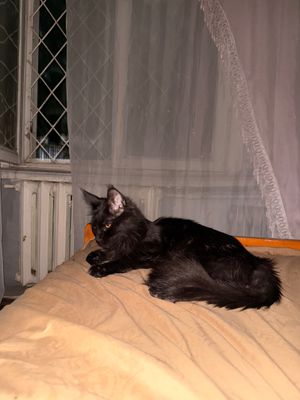 Продается кошка породы Мейн кун