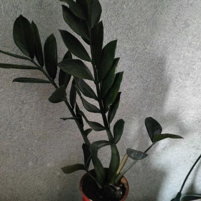 Замиакулькас черный