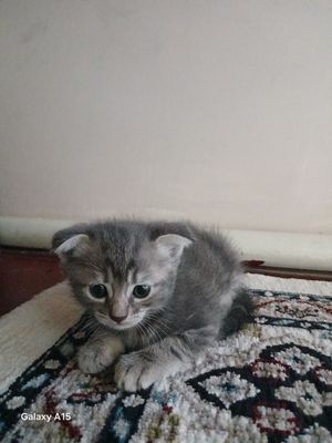 Продаю британских котят страйт и фолд
