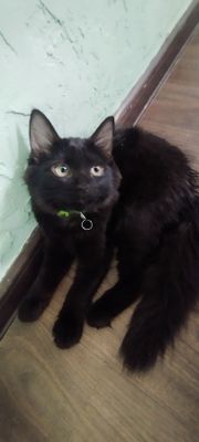 породистый котёнок