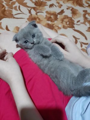 Продаются котята!!!