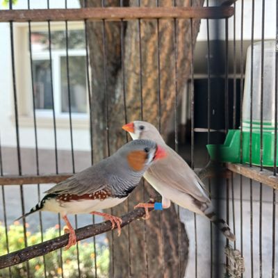 Амадина пара сотилади