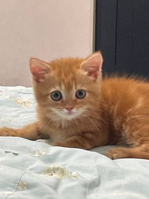 Продаеться кошка кот катенек котик
