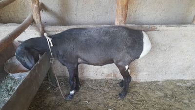 Solu kotta yemlangan qoy sotiladi