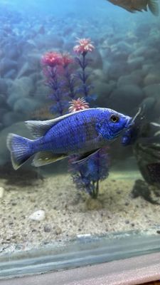 Аулонокара Коралева Ньяса, Haplochromis, Аквариум, рыба, балик, Цихлид