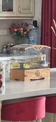 Кенар шмель взрослый с пением щегла/Кокил сайро шмел нар канарейка