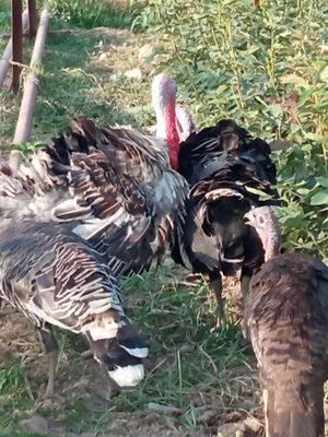 Uyda boqilgan 8ta kurka tuxum qiladi