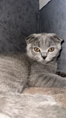 Продается кошка
