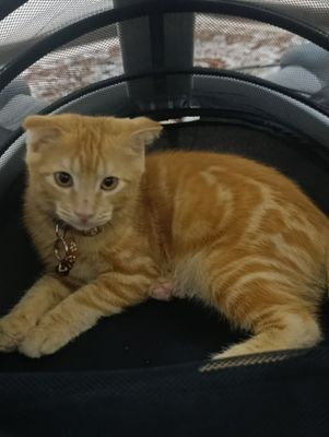 Продается котенок
