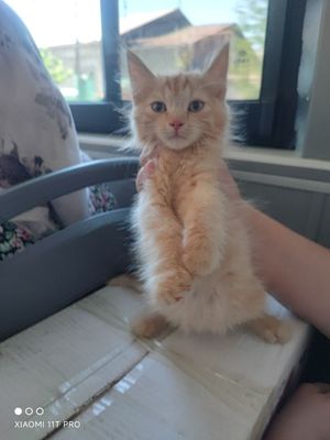 Продается котенок