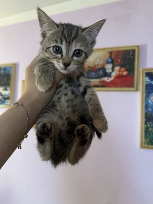 Отдам котенка в добрые руки