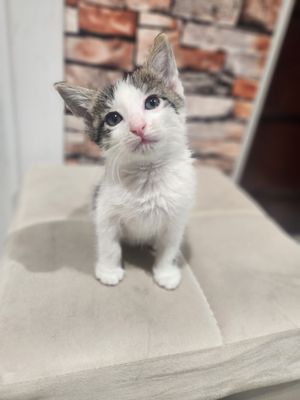 Котята в надежные руки